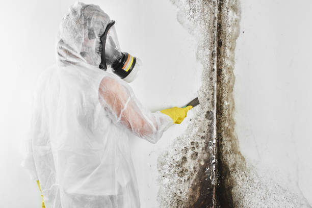 Best Toxic Mold Removal  in Westfield, NJ