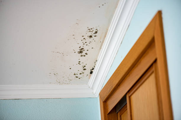 Home Mold Removal in Westfield, NJ