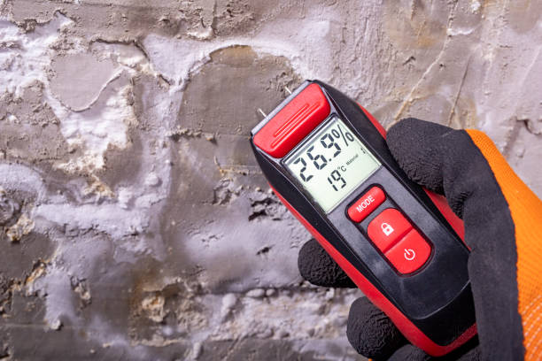 Reliable Westfield, NJ Mold Removal Solutions