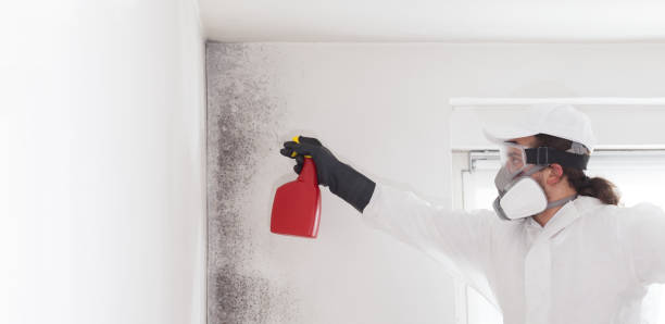 Best Crawl Space Mold Removal  in Westfield, NJ