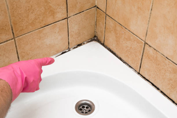 Best Mold Damage Repair  in Westfield, NJ